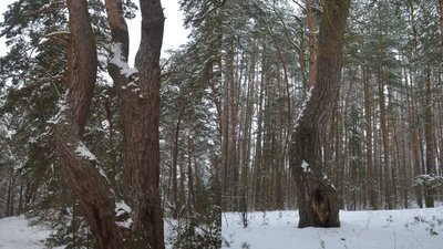 До Кривого лісу на Волині планують створити туристичний маршрут До Кривого лісу на Волині планують створити туристичний маршрут