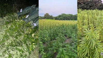 Плантація коноплі Плантація коноплі