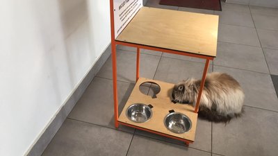 Для бездомних котів у Львові встановлять котівнички