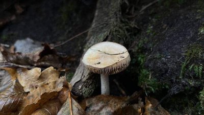 Науковці нацпарку на Рівненщині виявили нові види грибів та птахів Науковці нацпарку на Рівненщині виявили нові види грибів та птахів