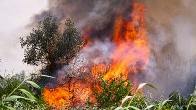 Десятого серпня двічі горів ліс на Миколаївщині