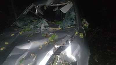 На Вінничині на автівку впало дерево, водій загинув на місці На Вінничині на автівку впало дерево, водій загинув на місці