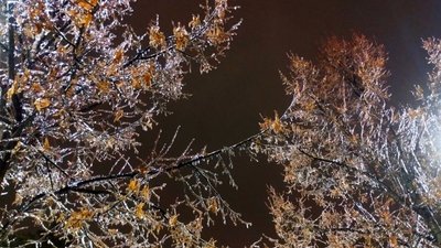 Зима, ожеледь на деревах