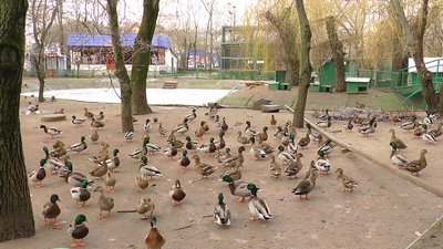 Тисяча диких качок та півтисячі голубів: Миколаївський зоопарк підгодовує диких птахів взимку