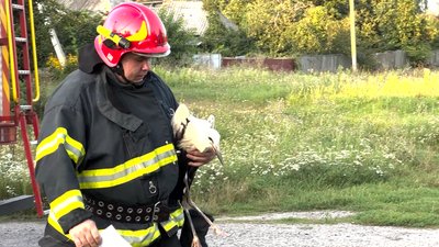 П’ять днів у гнізді без води та їжі: на Чернігівщині врятували лелеченя, яке не може літати П’ять днів у гнізді без води та їжі: на Чернігівщині врятували лелеченя, яке не може літати
