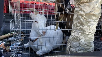 Виїхали зі Станіслава через російські обстріли. Як облаштувалась на Київщині екоферма з Херсонщини Виїхали зі Станіслава через російські обстріли. Як облаштувалась на Київщині екоферма з Херсонщини