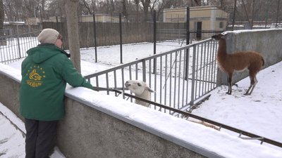 Як зимують тварини в Одеського зоопарку Як зимують тварини в Одеського зоопарку
