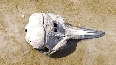 В Одеській області на узбережжя винесло останки дельфінів В Одеській області на узбережжя винесло останки дельфінів
