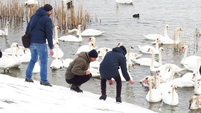 На Рівненщині вперше кільцювали десяток лебедів шийними мітками. Для чого це потрібно На Рівненщині вперше кільцювали десяток лебедів шийними мітками. Для чого це потрібно