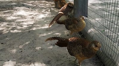 зоопарк РІвне зоопарк РІвне