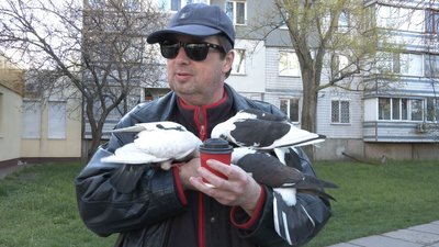 Каву не п’є, поки не погодує голубів: черкасець щодня дбає про птахів