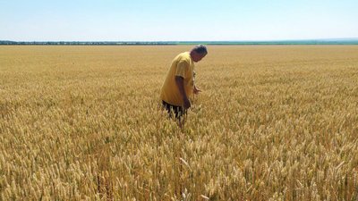 У Кіровоградській області розпочалися жнива У Кіровоградській області розпочалися жнива