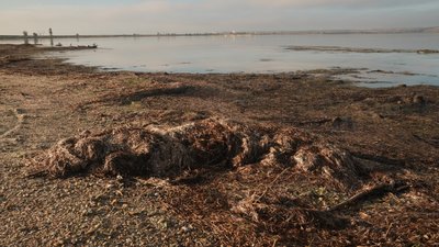 Цвітіння води, стоки та дрейфуючі міни: екологія Чорного моря очима експертів Цвітіння води, стоки та дрейфуючі міни: екологія Чорного моря очима експертів
