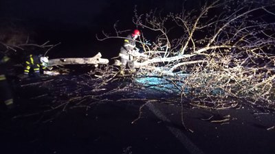 Повалені дерева на дорогах. Рятувальники ліквідували наслідки негоди на Франківщині