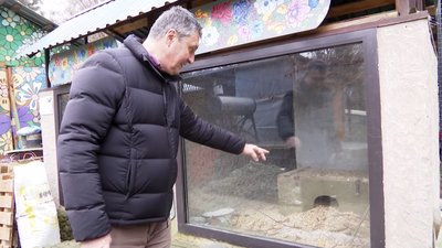 Вперше за 13 років львівські бабаки прокинулися раніше Вперше за 13 років львівські бабаки прокинулися раніше