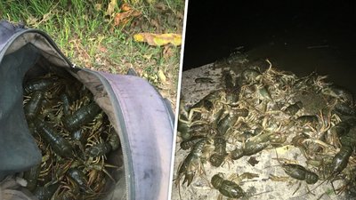 Раки, які були виловлені чоловіками
