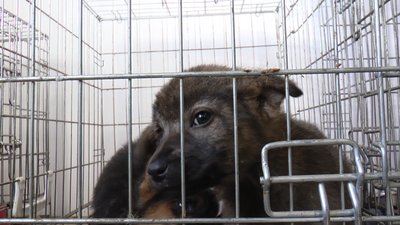 Ситуація критична. У Калуші збільшиться кількість безпритульних собак Ситуація критична. У Калуші збільшиться кількість безпритульних собак