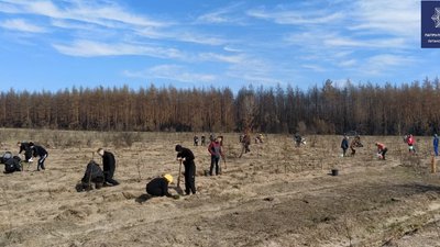 Між селищами Борівське та Осколонівка волонтери, висадили садженці сосни Між селищами Борівське та Осколонівка волонтери, висадили садженці сосни