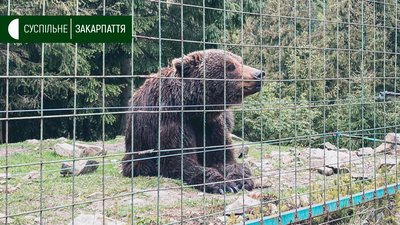 Ведмеді нацпарку “Синевир” Ведмеді нацпарку “Синевир”