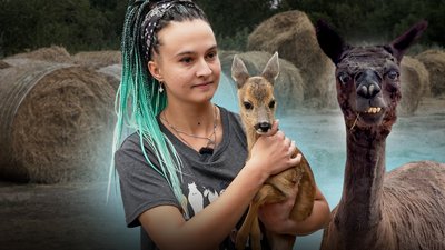 Прихистили альпаку та косулю, які без господаря та зі зламаними ногами після ДТП
