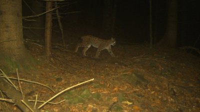 Рись євразійську зафіксували за допомогою фотопастки у лісництві на Закарпатті