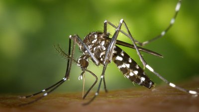 Малярійний комар