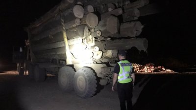 Зрубали 65 ялин: на Закарпатті поліцейські затримали вантажівку з деревиною