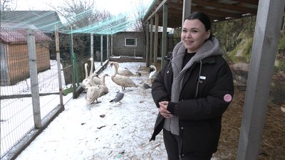Після п'яти днів підвалу – облаштований вольєр: продовження історії врятованого лебедя з Дніпра Після п'яти днів підвалу – облаштований вольєр: продовження історії врятованого лебедя з Дніпра