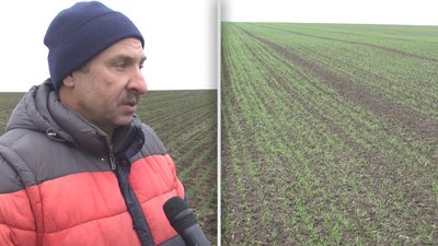 Озимина на Хмельниччині: агрономи експериментують з сортами, щоб отримати гарний врожай