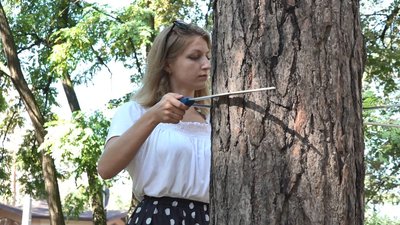 "Уже не буде такого клімату, як раніше": у черкаському парку висихають дерева "Уже не буде такого клімату, як раніше": у черкаському парку висихають дерева
