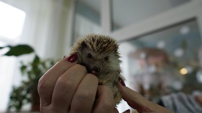 Як живуть тварини в сумському еколого-натуралістичному центрі