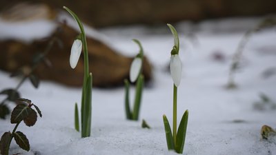 Херсон, погода, зима, сніг, квіти, підсніжники