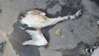 У Кропивницькому вбили лебедів. Поліція шукає причетних У Кропивницькому вбили лебедів. Поліція шукає причетних