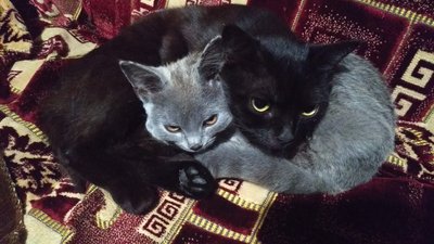 У Новомиргородській громаді на Кіровоградщині обирають кота року У Новомиргородській громаді на Кіровоградщині обирають кота року