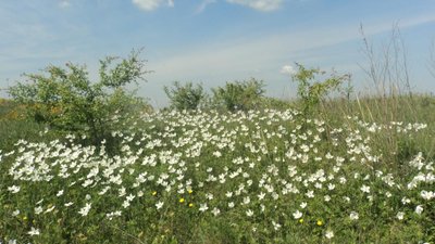 квіти, музикова скала, товтри, скелі, гори, тернопільщина