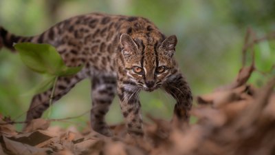 кіт виду Leopardus tilcayo