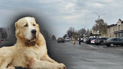 Житомир, Малин, алабай, суд, 18 червня 2026 року