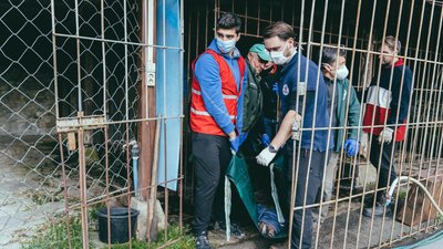 До ведмежого притулку на Львівщині привезли двох ведмедів із готельного комплексу До ведмежого притулку на Львівщині привезли двох ведмедів із готельного комплексу