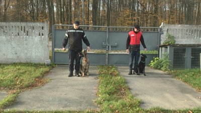 Пошукові собаки рятувальників з Вінниччини допомагають шукати живих та загиблих людей