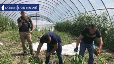 На Кіровоградщині виявили теплиці з посівами конопель