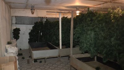 Хвоя до новорічної ялинки