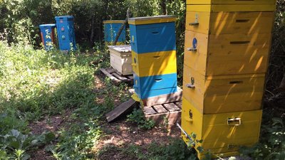 Бджільництво: пасіки сходу України найбільше постраждали через війну Бджільництво: пасіки сходу України найбільше постраждали через війну