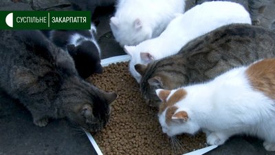 Близько сотні котів живе в готелі на Міжгірщині