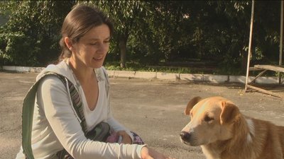 У Вінниці рахували безпритульних собак У Вінниці рахували безпритульних собак