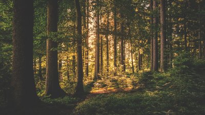 На Черкащині офіційно дозволили відвідування лісу. Але є обмеження