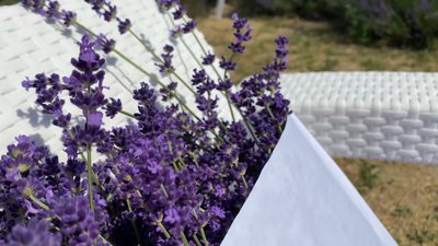 Понад 1000 кущів лаванди квітне у с. Велика Добронь на Ужгородщині Понад 1000 кущів лаванди квітне у с. Велика Добронь на Ужгородщині
