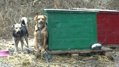 Луцькі студенти змайстрували буди псам, які не мають господарів Луцькі студенти змайстрували буди псам, які не мають господарів