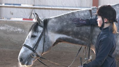 Страждають, як і люди: на Черкащині прихистили коней із "гарячих точок"