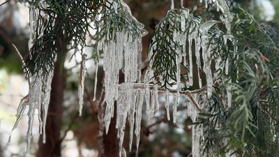 Замерлі бурульки води на гіллях дерев