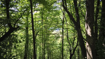 Ліс у селі Підзахаричі на Буковині